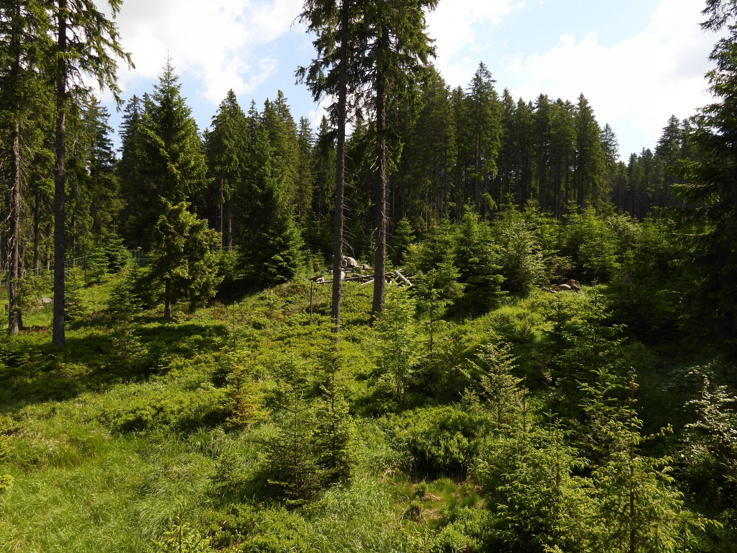 Lynx exhibit - National park Sumava, visitor center Kvilda