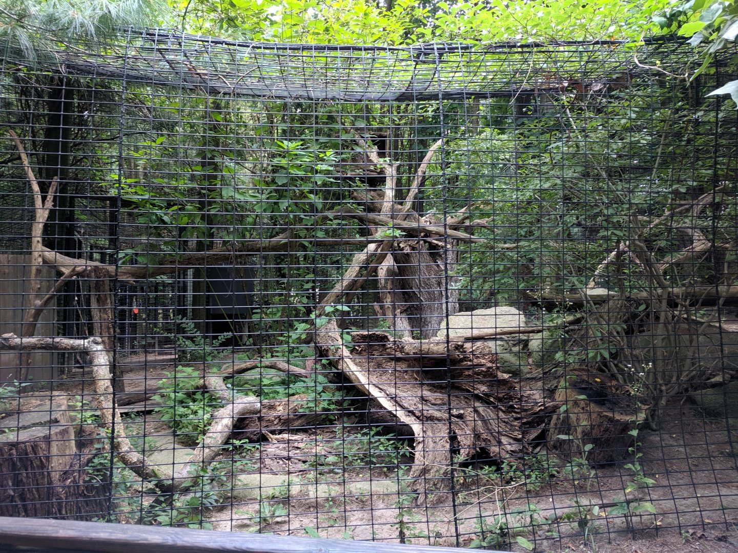 Lynx Exhibit