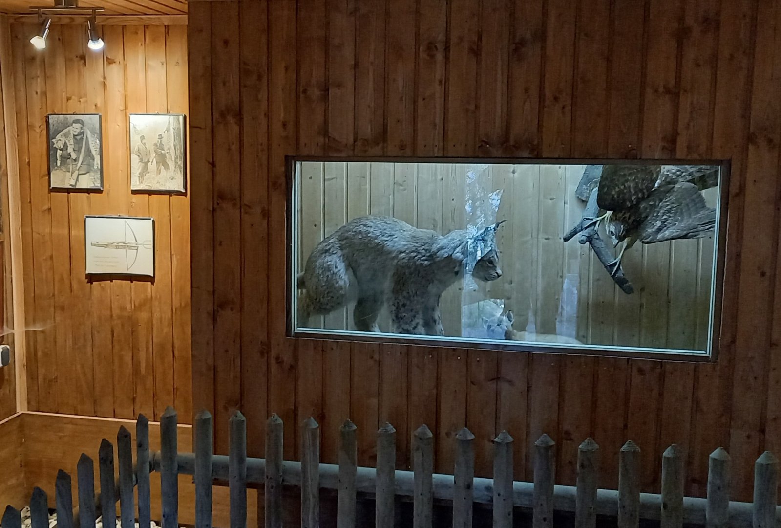 Lynx exibition indoors
