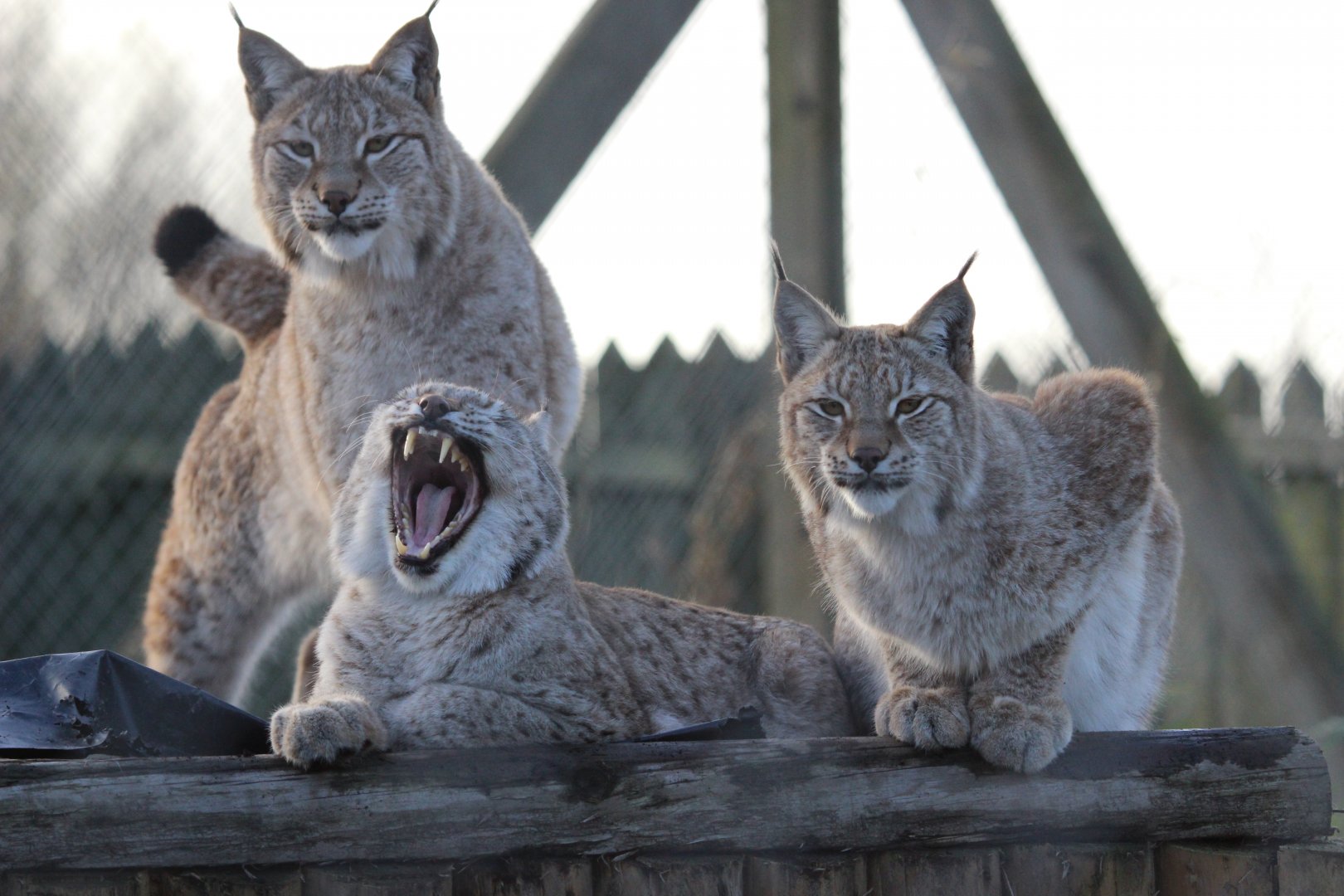 Lynx Family