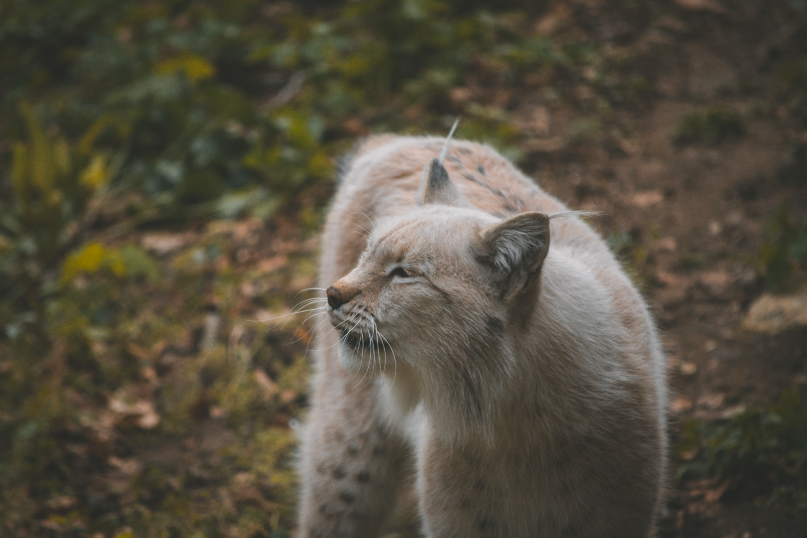 Lynx growling