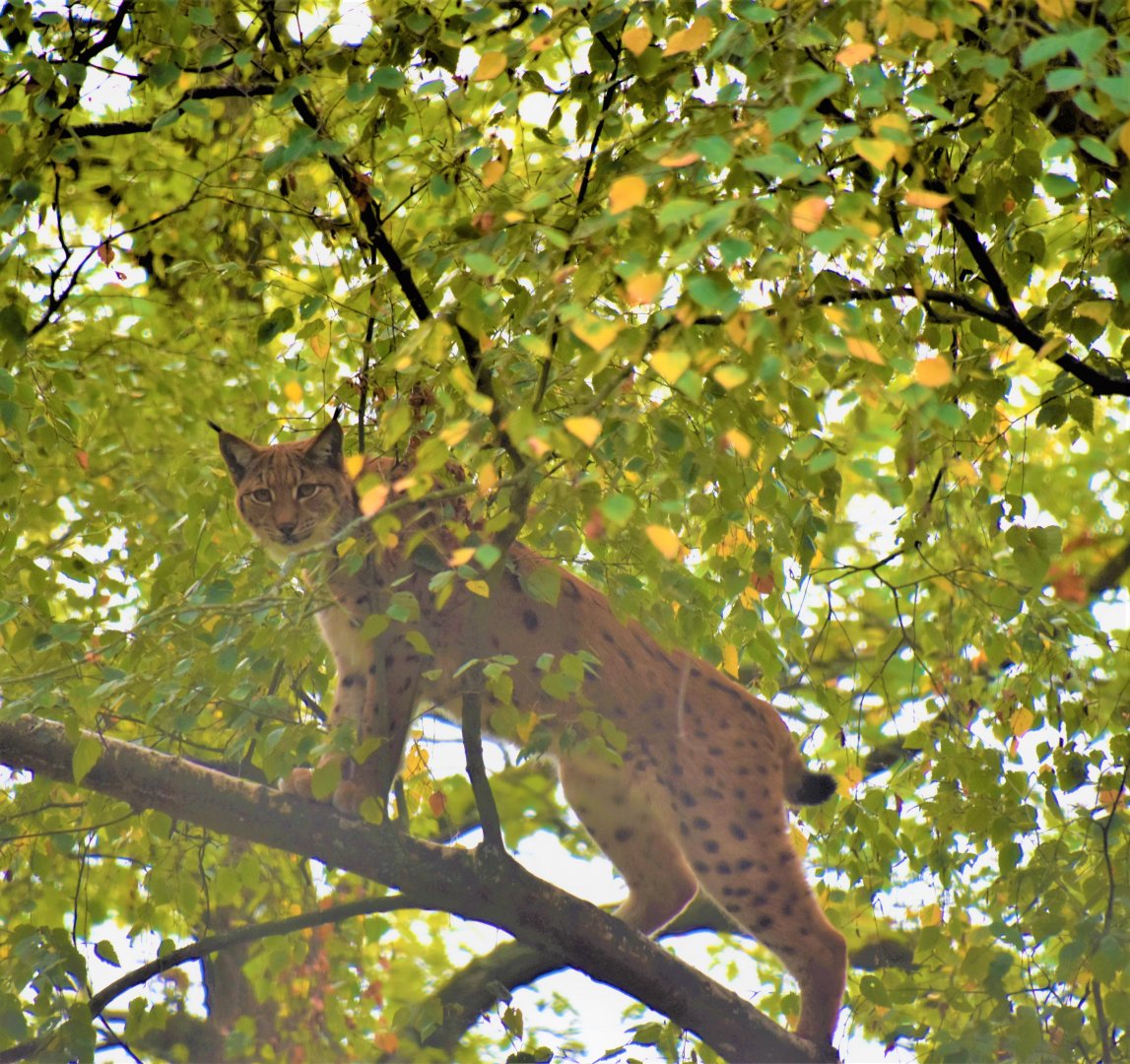 Lynx in a tree