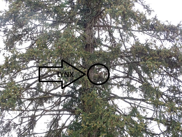 Lynx in a tree!