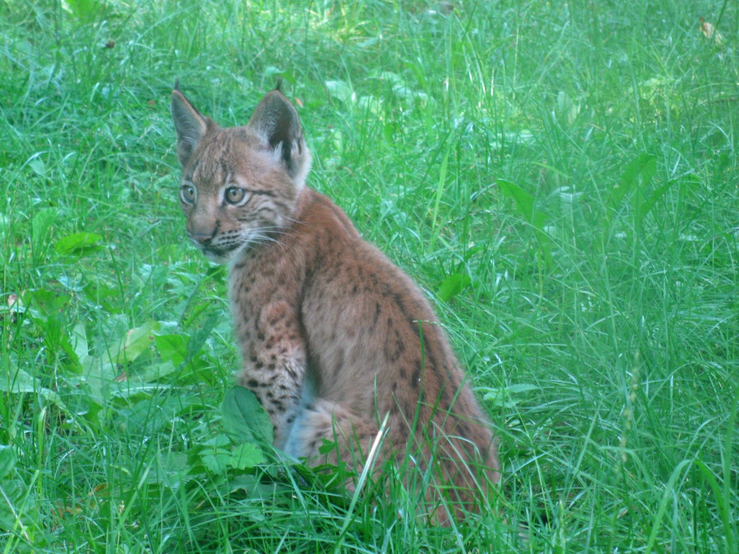 Lynx kitten - 08.2013