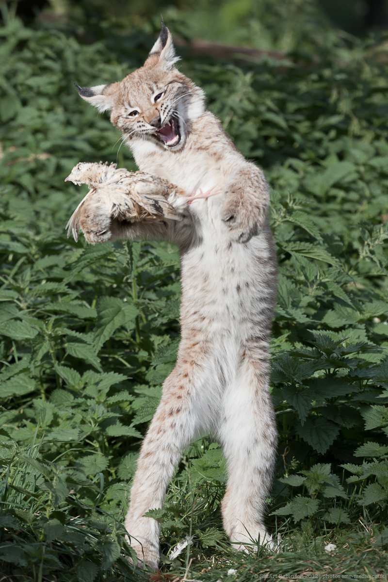 Lynx Kitten - 11/09/2012