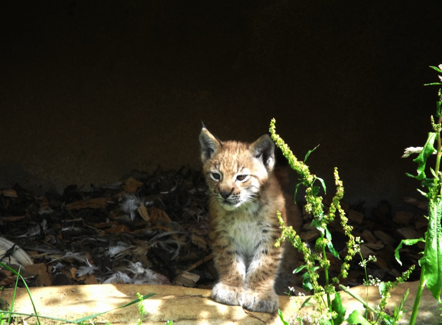 Lynx Kitten 13th July 2011