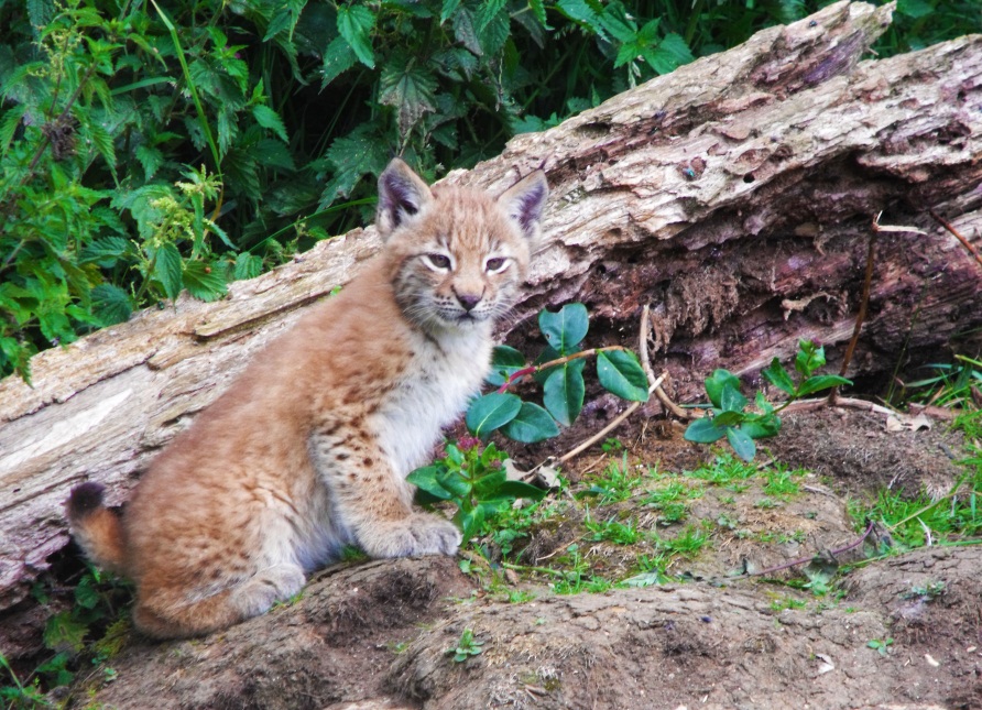 Lynx Kitten 13th July 2011