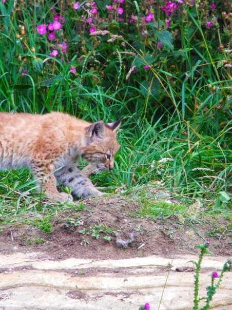 Lynx Kitten 13th July 2011