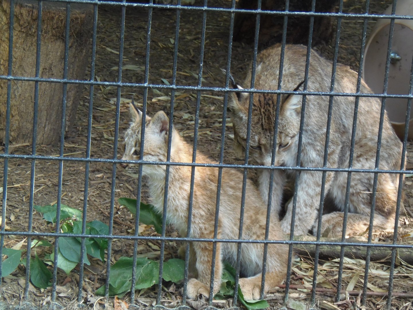 Lynx Kitten and Mother