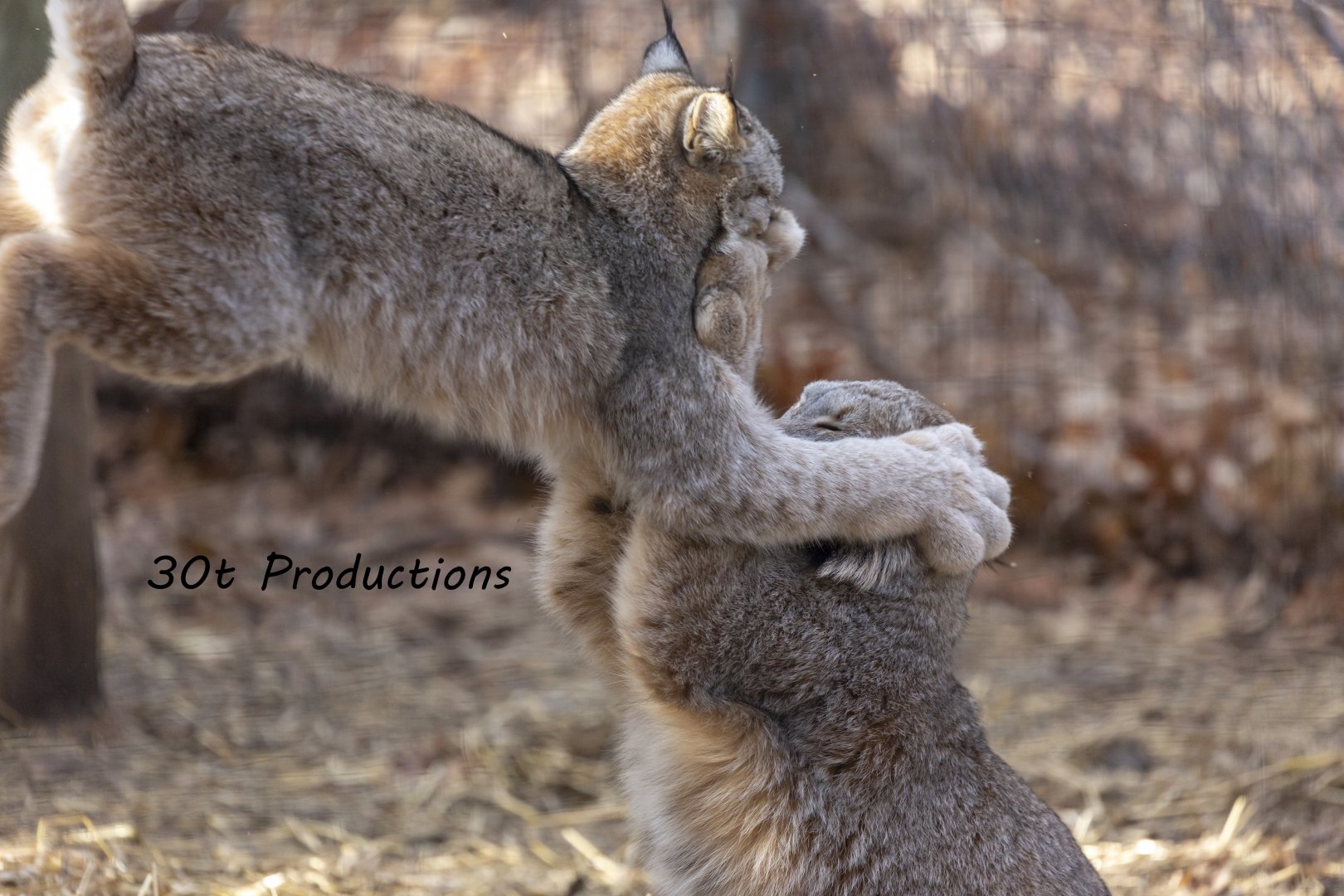 Lynx kitten and mother