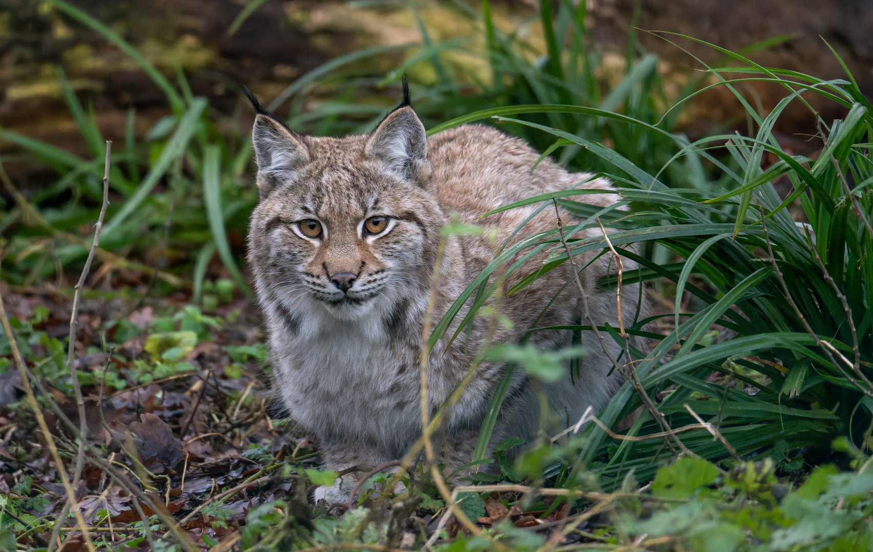 Lynx kitten, Beale Park UK
