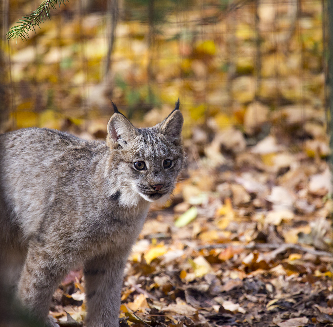 Lynx Kitten in the fallen leaves