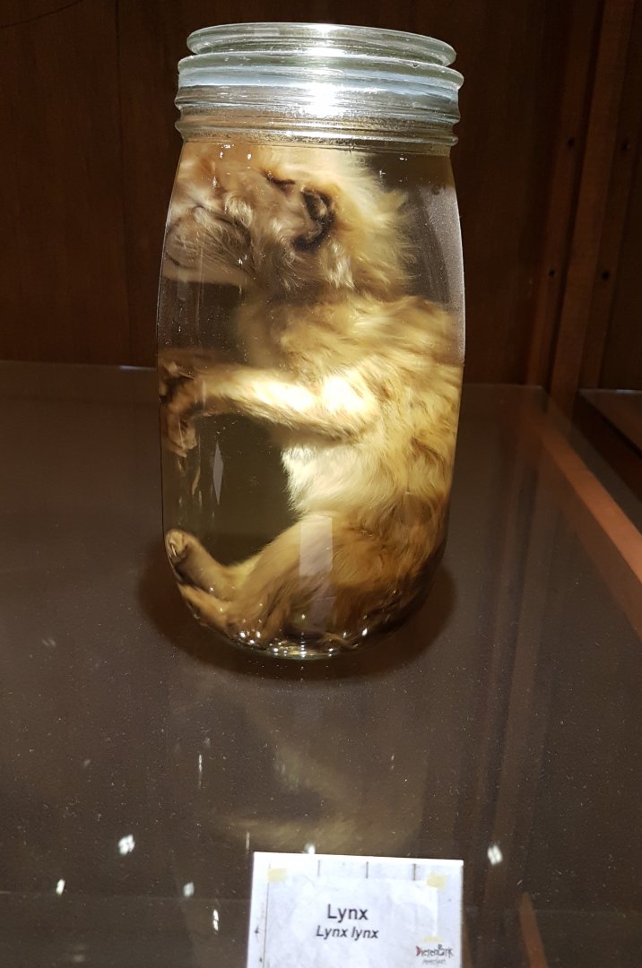 Lynx-kitten on formaldehyde