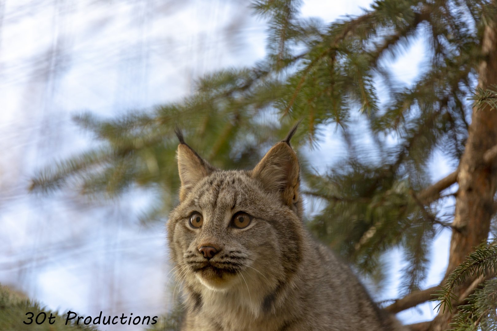 Lynx kitten up in a tree