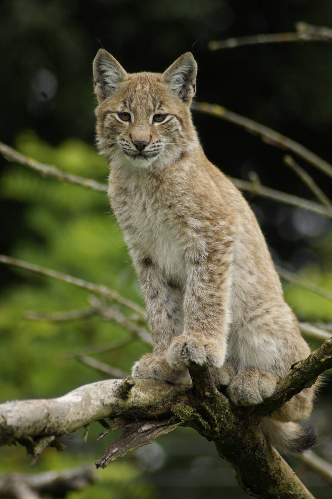 Lynx kitten