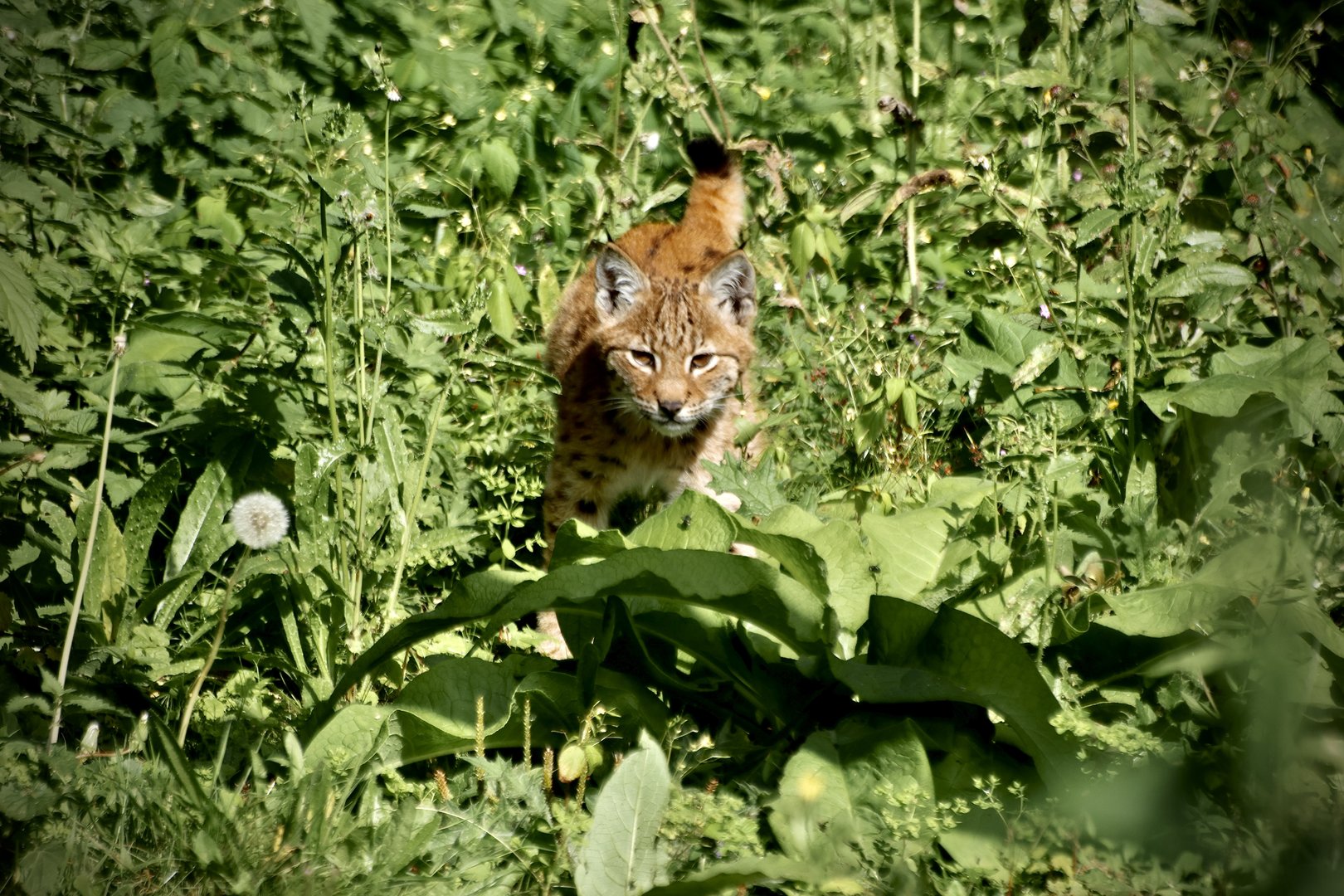 Lynx Kitten