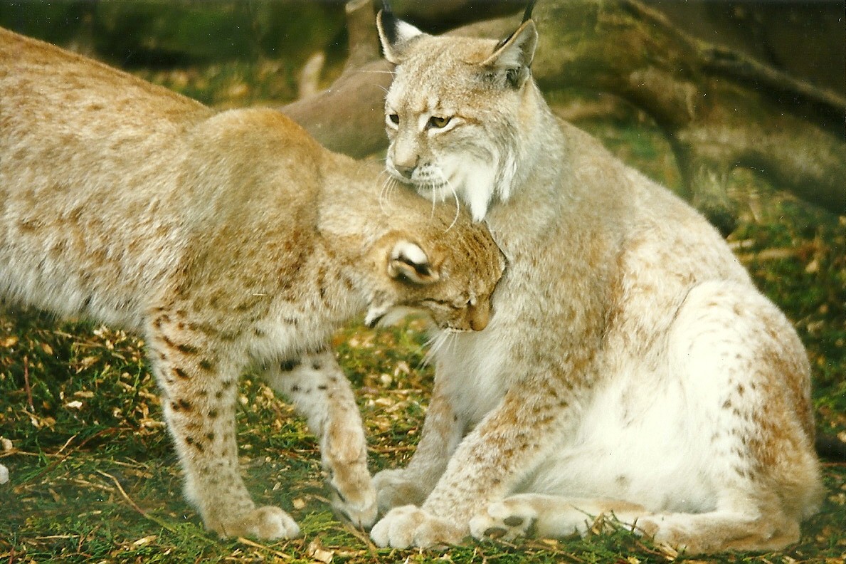 Lynx love 4th April 1998