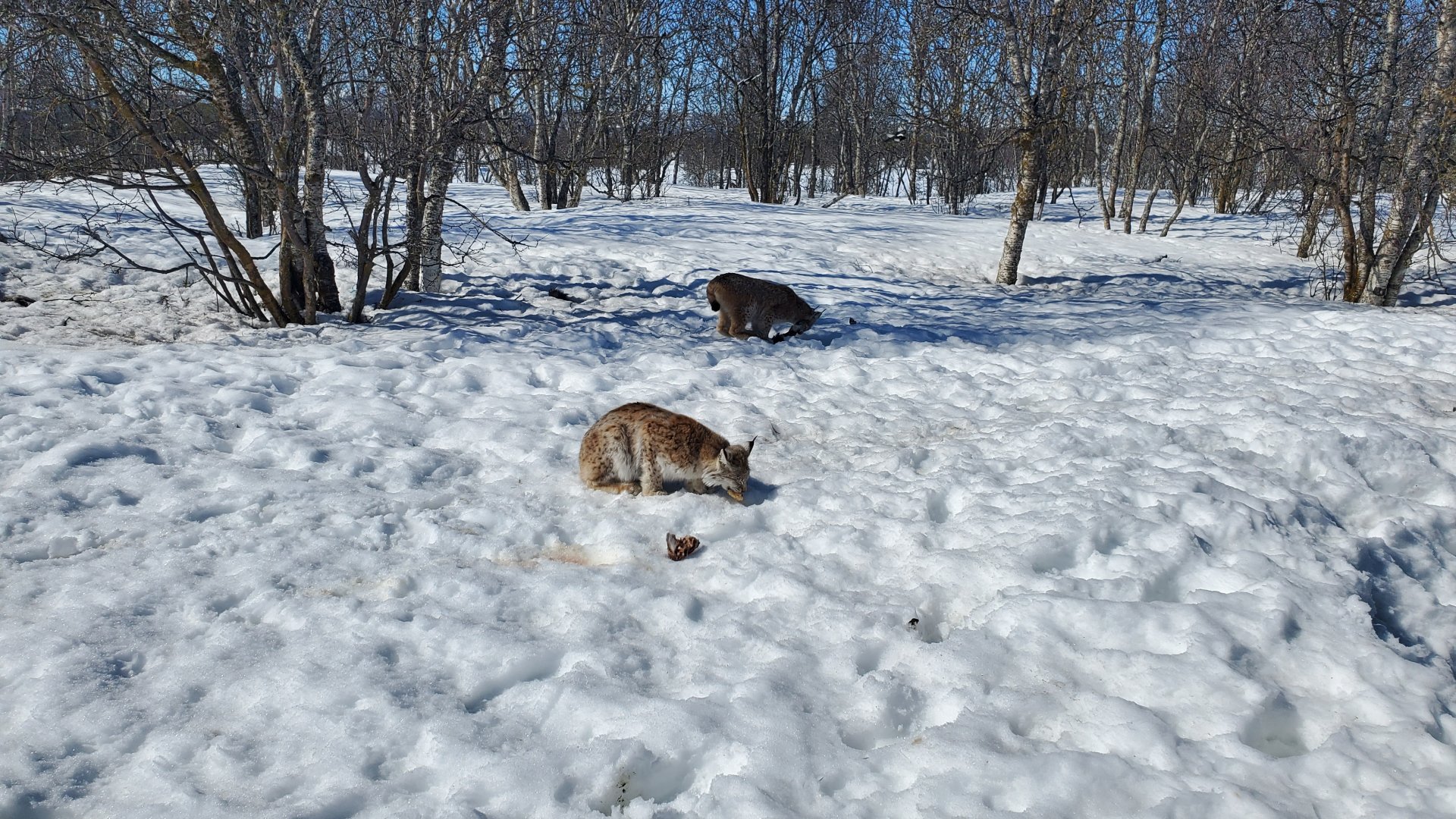 Lynx lunchtime - April 2023