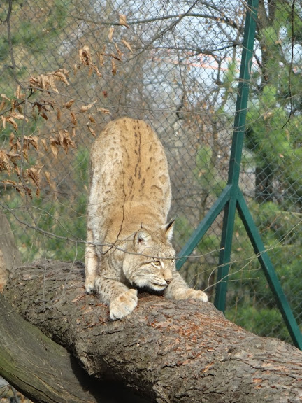 Lynx lynx lynx