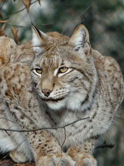 Lynx lynx lynx