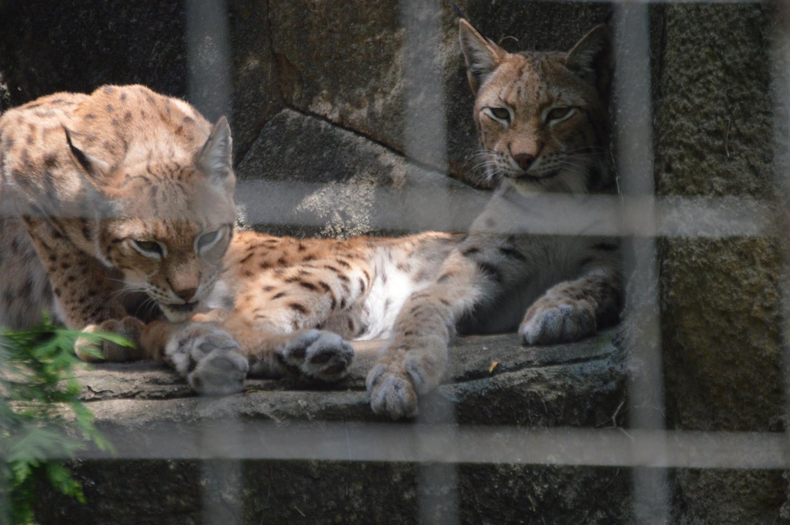 Lynx lynx subspecies ID (Lincoln Park Zoo, 2017)