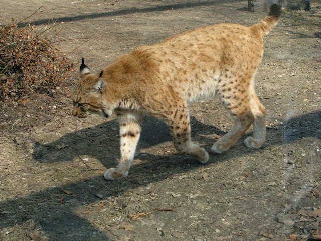 Lynx lynx