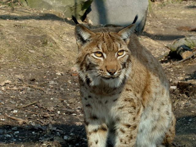 Lynx lynx