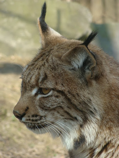 Lynx lynx