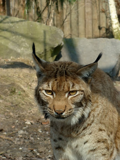 Lynx lynx