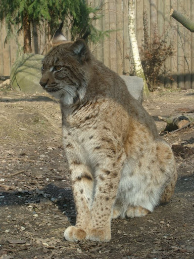 Lynx lynx