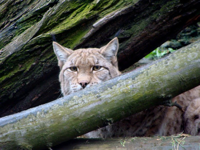 Lynx lynx