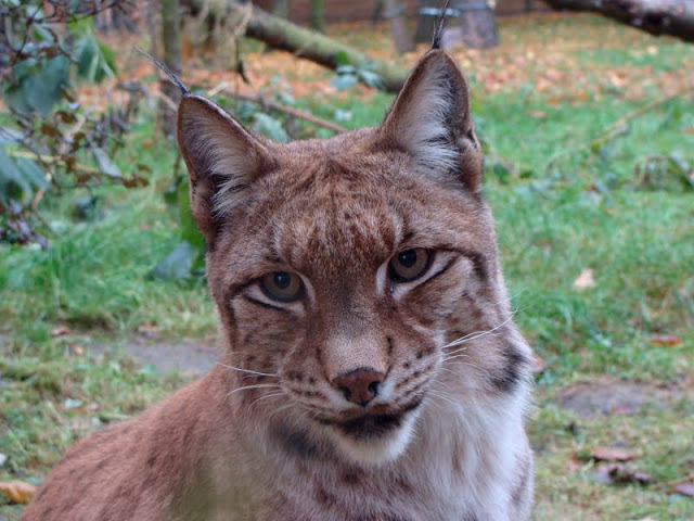 Lynx lynx