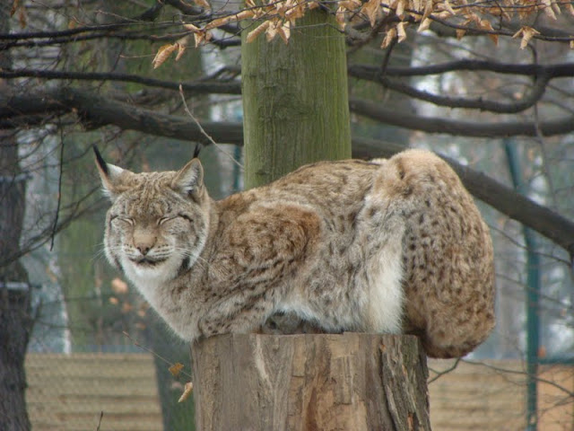Lynx lynx
