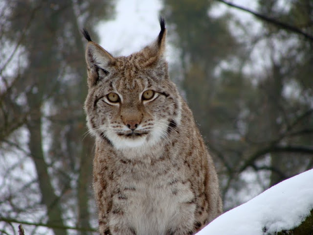 Lynx lynx