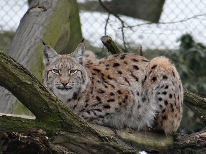 Lynx lynx