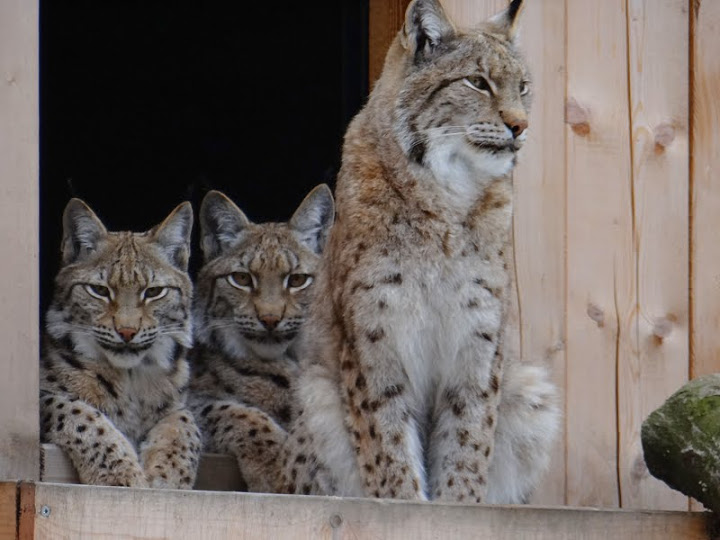 Lynx lynx