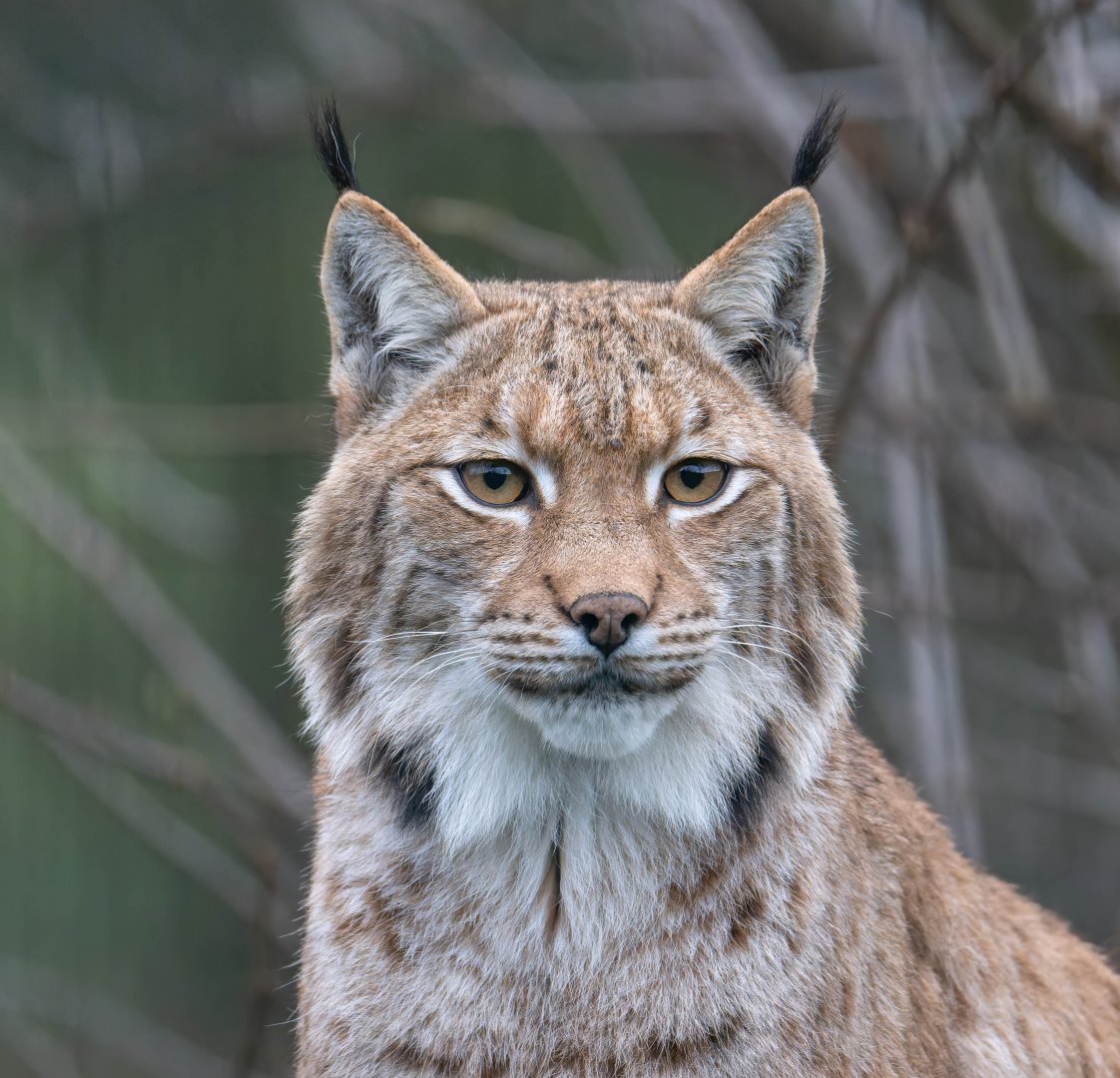 Lynx (m), Beale Park, UK