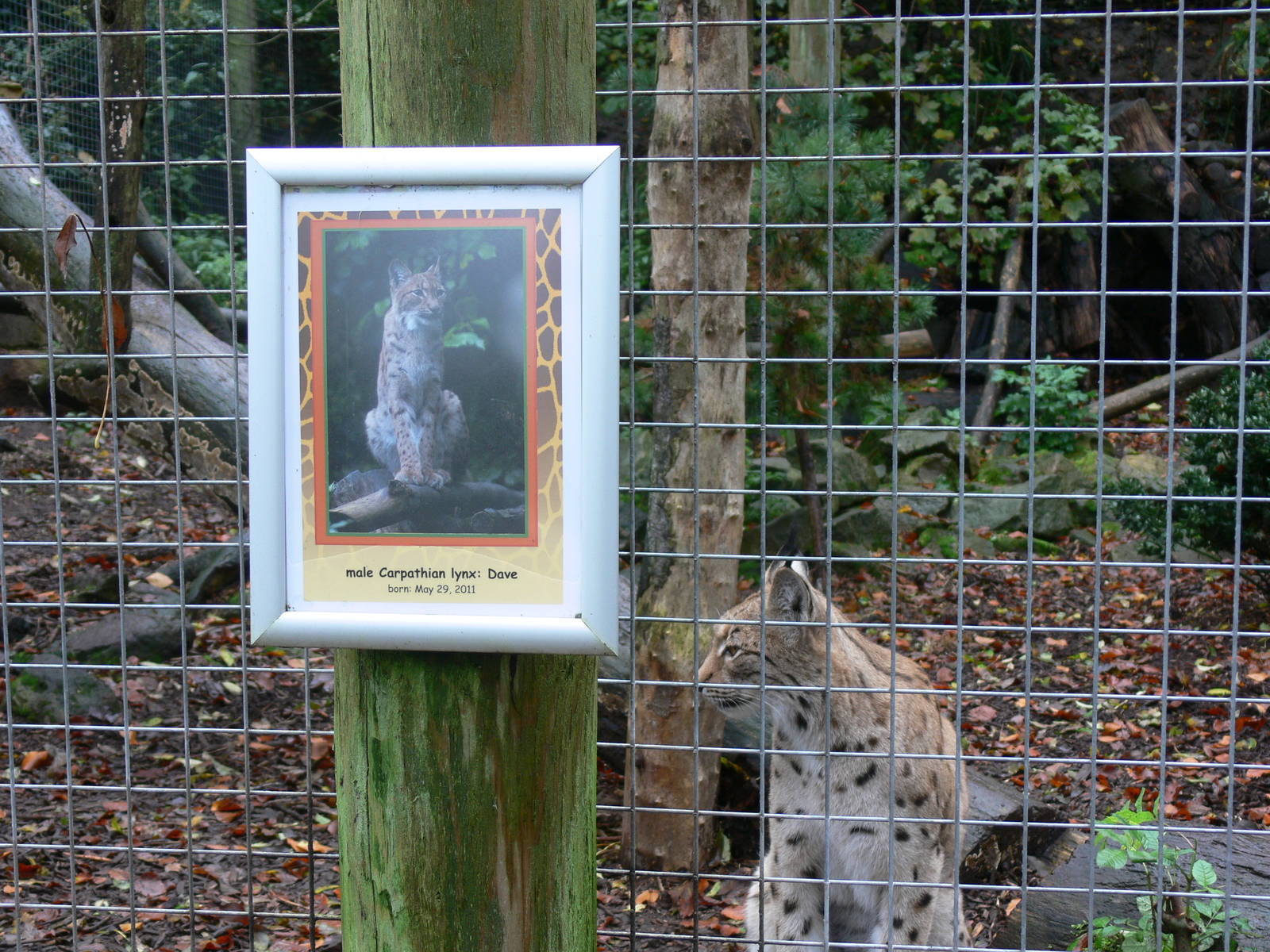 Lynx modelling at Dudley, 02/11/13