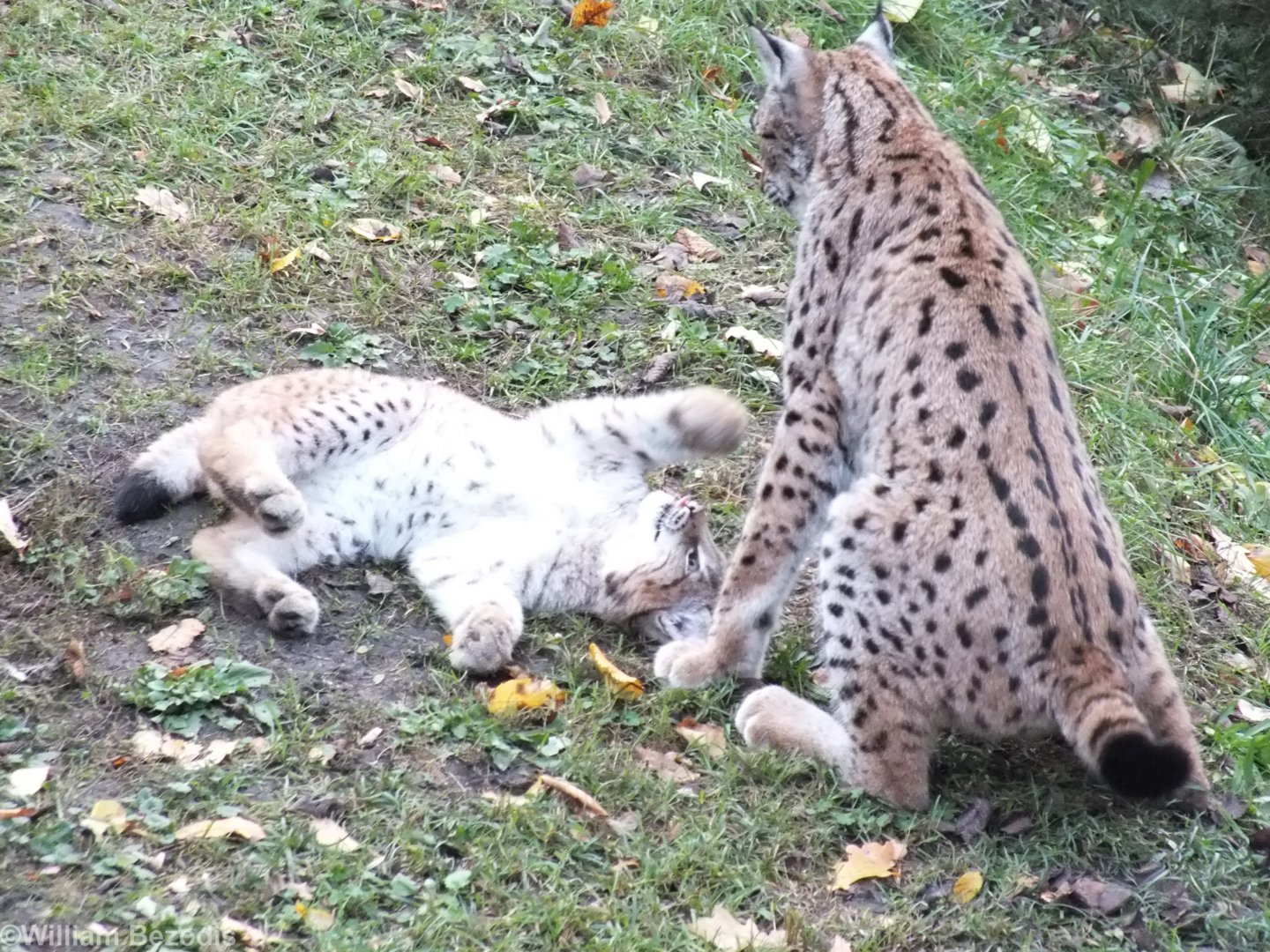 Lynx Mother and Cub Playing