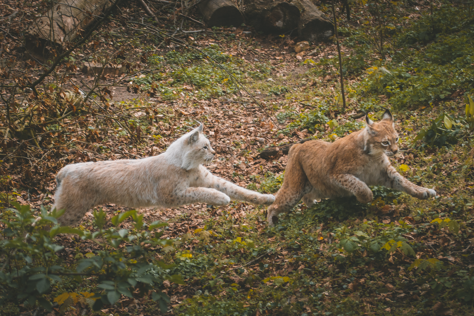 Lynx playing