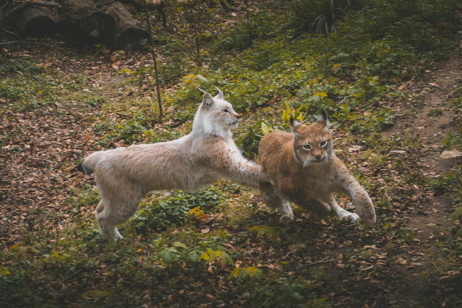 Lynx playing