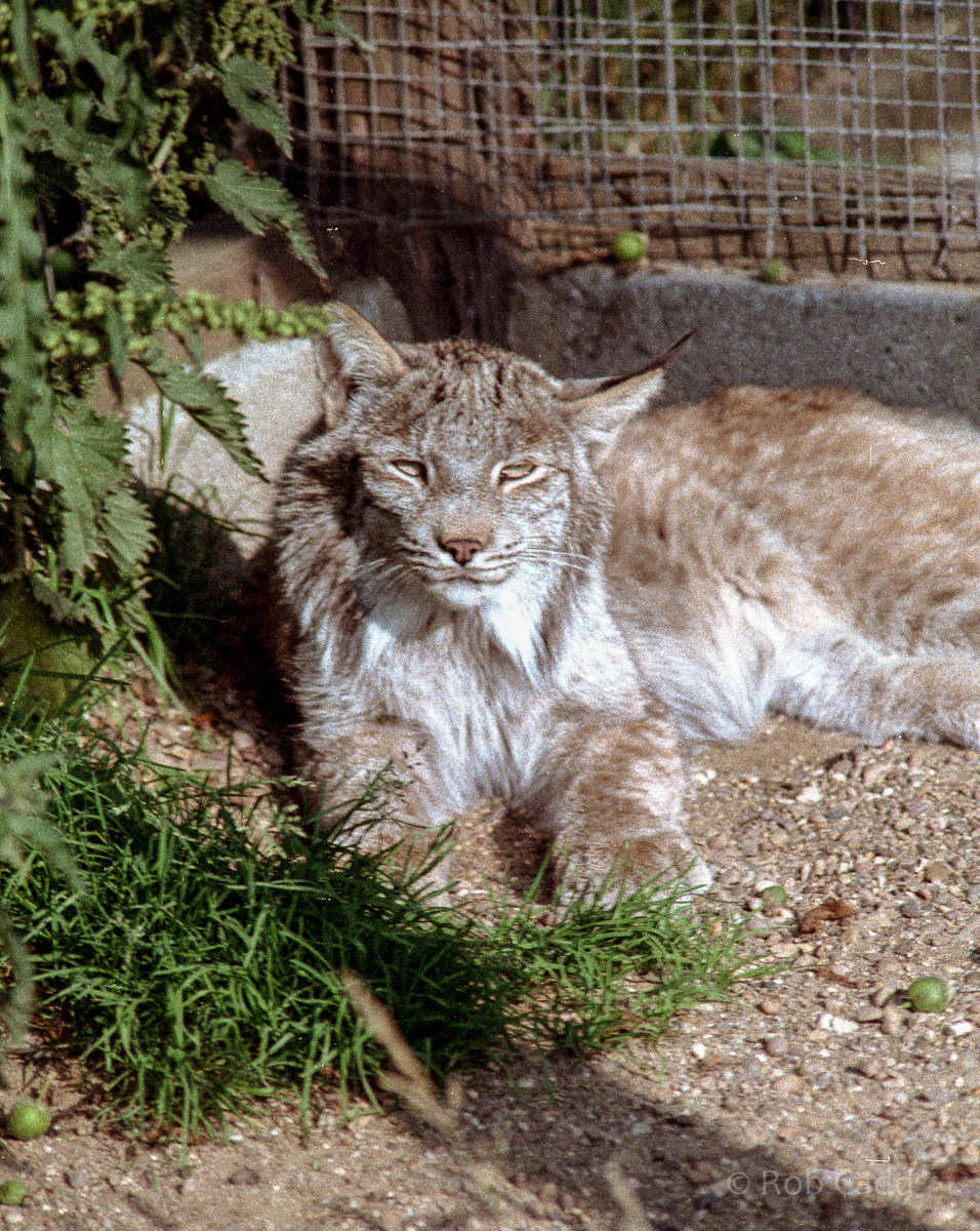Lynx : Riber Castle : Aug 1984