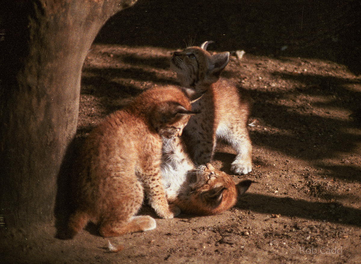 Lynx : Riber Castle : Aug 1984
