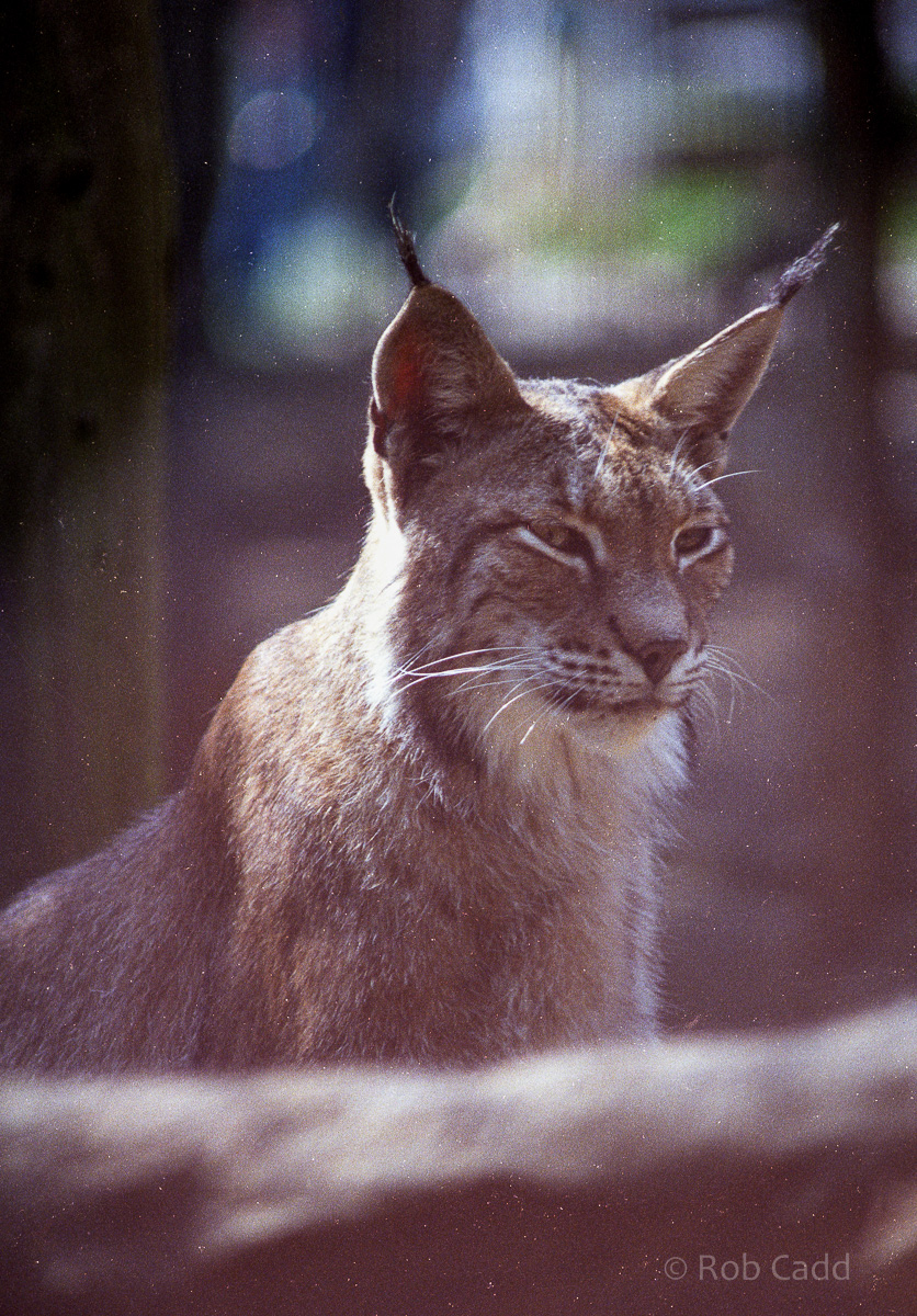 Lynx : Riber Castle : Aug 1984