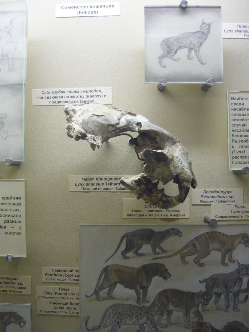 Lynx shansius skull