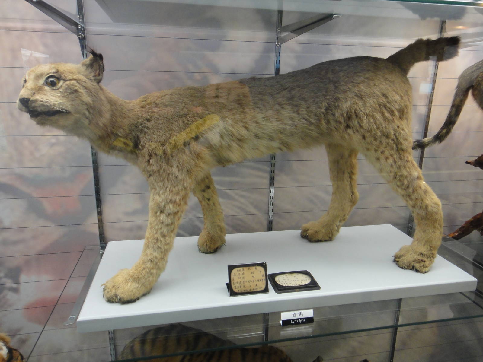 Lynx specimen made in 1916