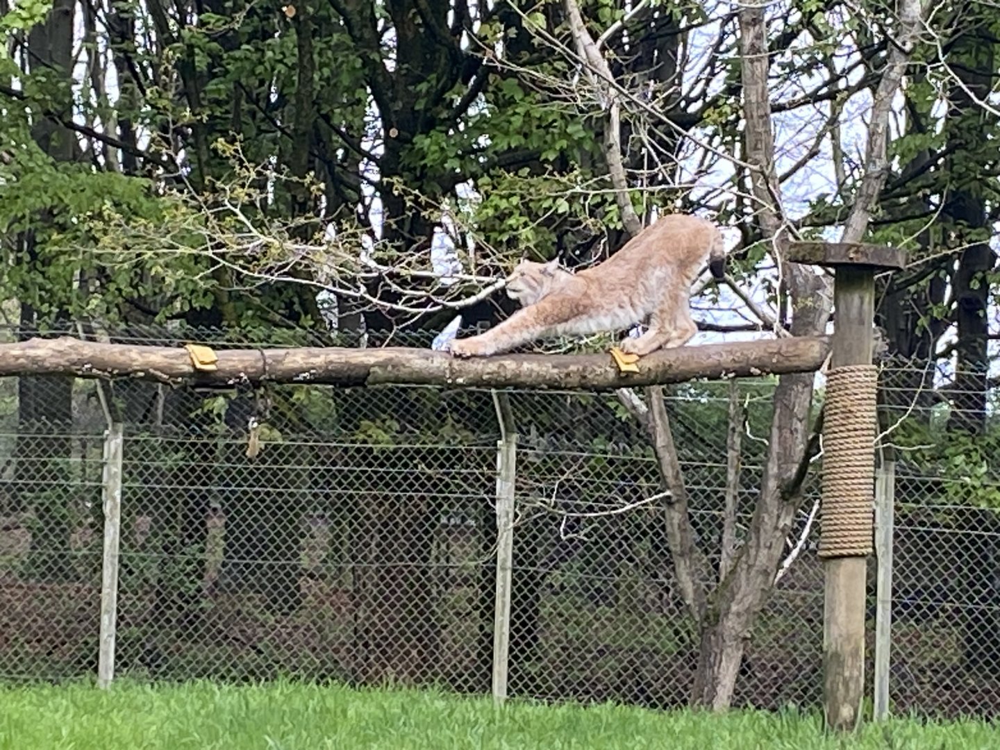 Lynx stretching