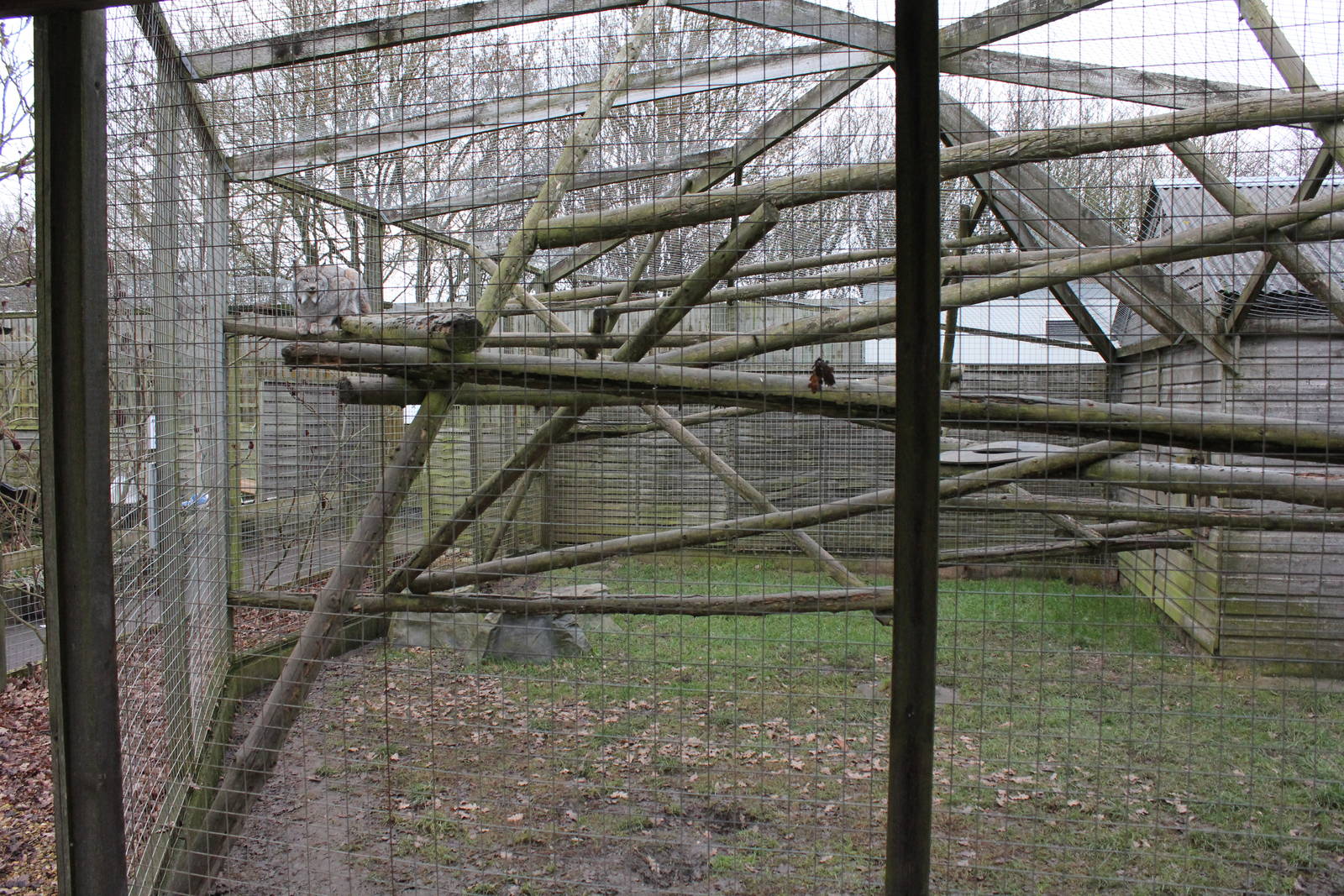 Lynx temporary enclosure 31-12-14