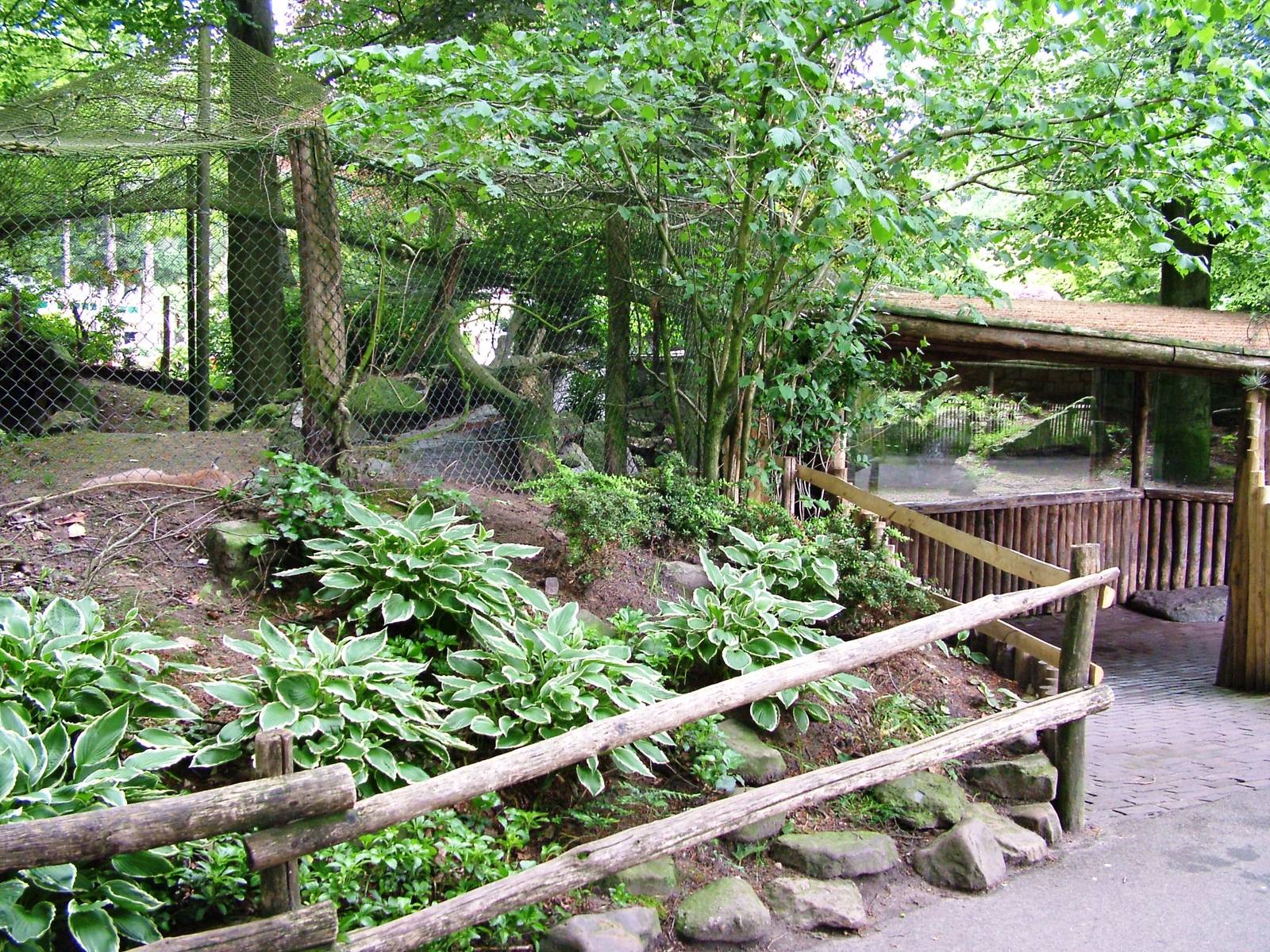 Lynx Viewing at Amersfoort, 01/06/12