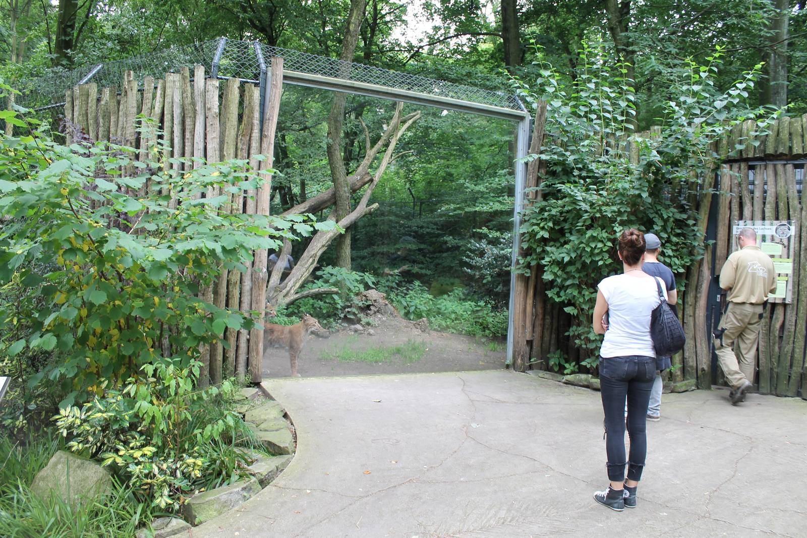 Lynx waiting for the keeper